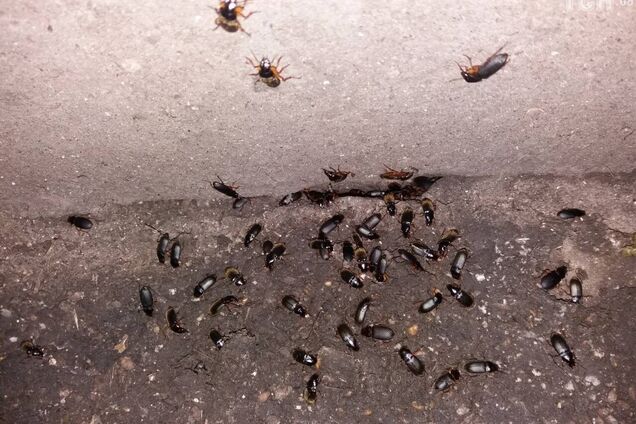 Трупи лежать усюди: в Хмельниччині на село напали 'пекельні полчища'