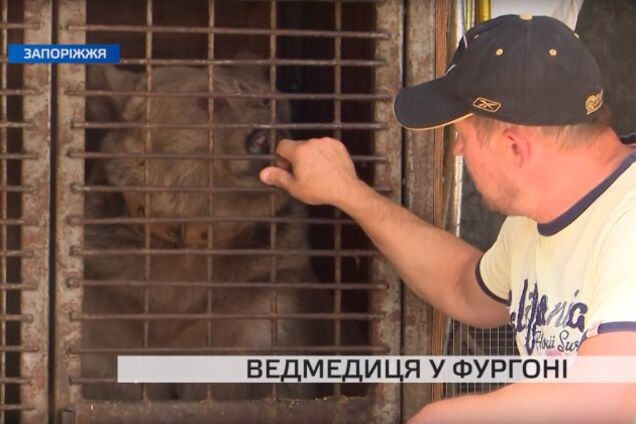 Брата цирковой медведицы из Запорожья съели в ресторане (ВИДЕО)