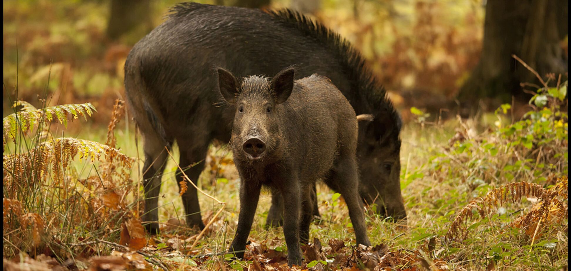 Тоже хотят в Европу: видео с семейством четвероногих 'иммигрантов' порвало сеть