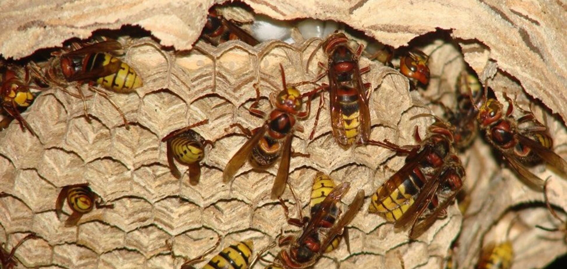 'Умер на месте': в Днепре шершни устроили атаку на людей