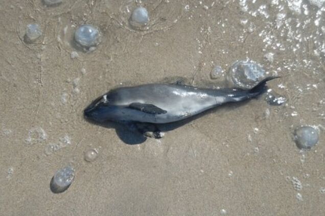 'Выбросило с раной на голове': в Крыму пожаловались на 'шалости' вояк Путина