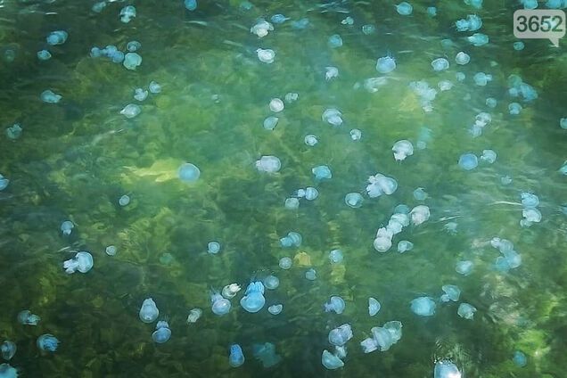 В Крыму известный курорт превратился в 'кисель': жуткие фото