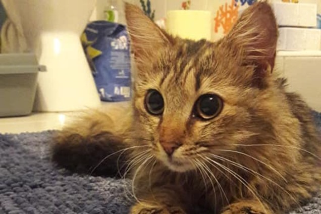Стала відома доля кішки, яка 'зламала' прилавок з ковбасою в Києві