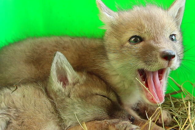 Вызывают умиление: зоопарк в Харькове похвастался редким пополнением