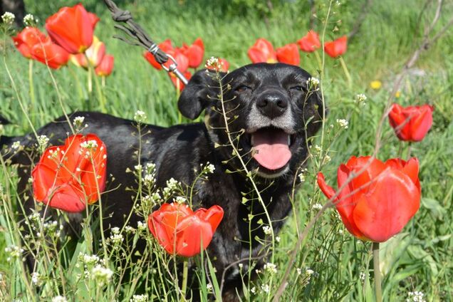 Друг в подарок: четыре собаки Днепра, которые ищут дом