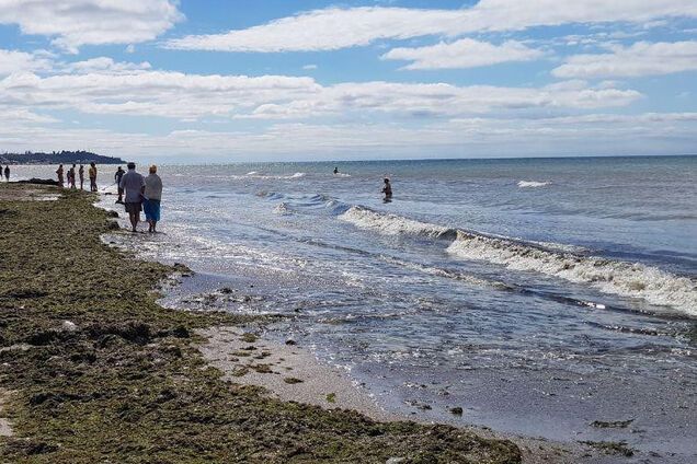Популярный украинский курорт 'атаковали' водоросли: фото и видео