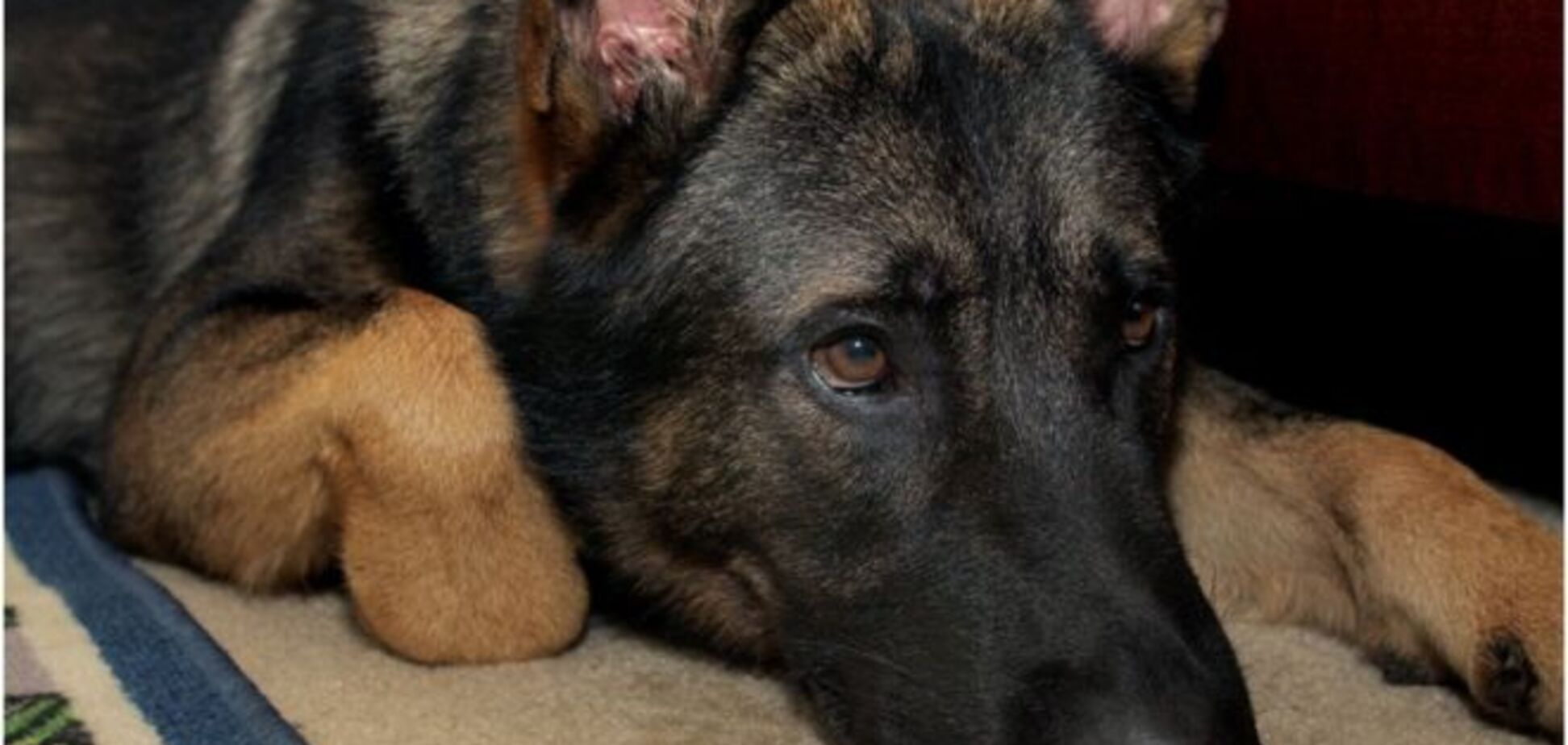 В Италии погиб знаменитый пес-спасатель