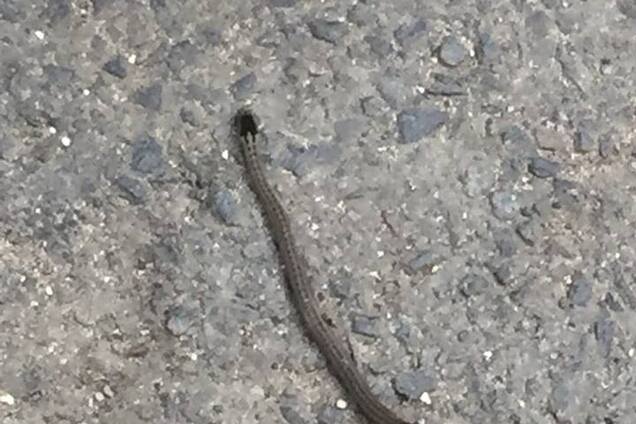 Под Одессой заметили нашествие гадов: есть фото