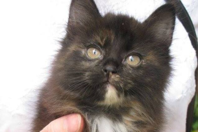 Друг безкоштовно: кошенята Дніпра, які шукають дім