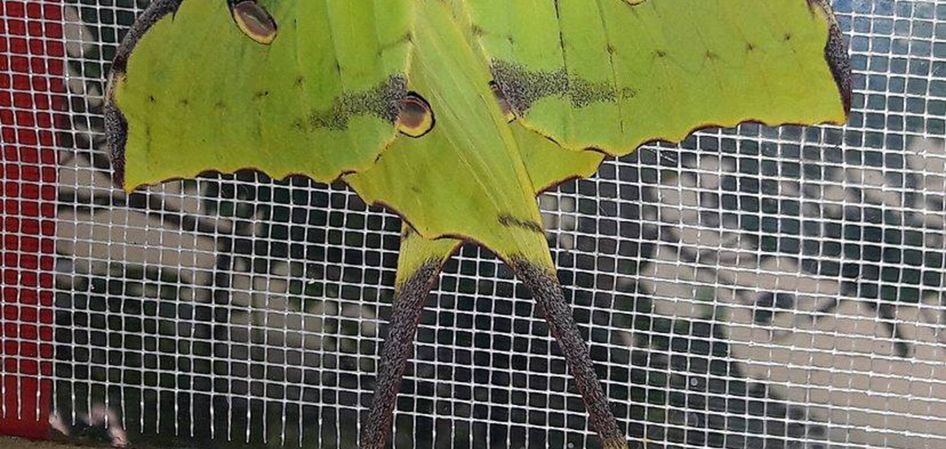 У зоопарку Миколаєва народилася гігантська місячна моль: фото