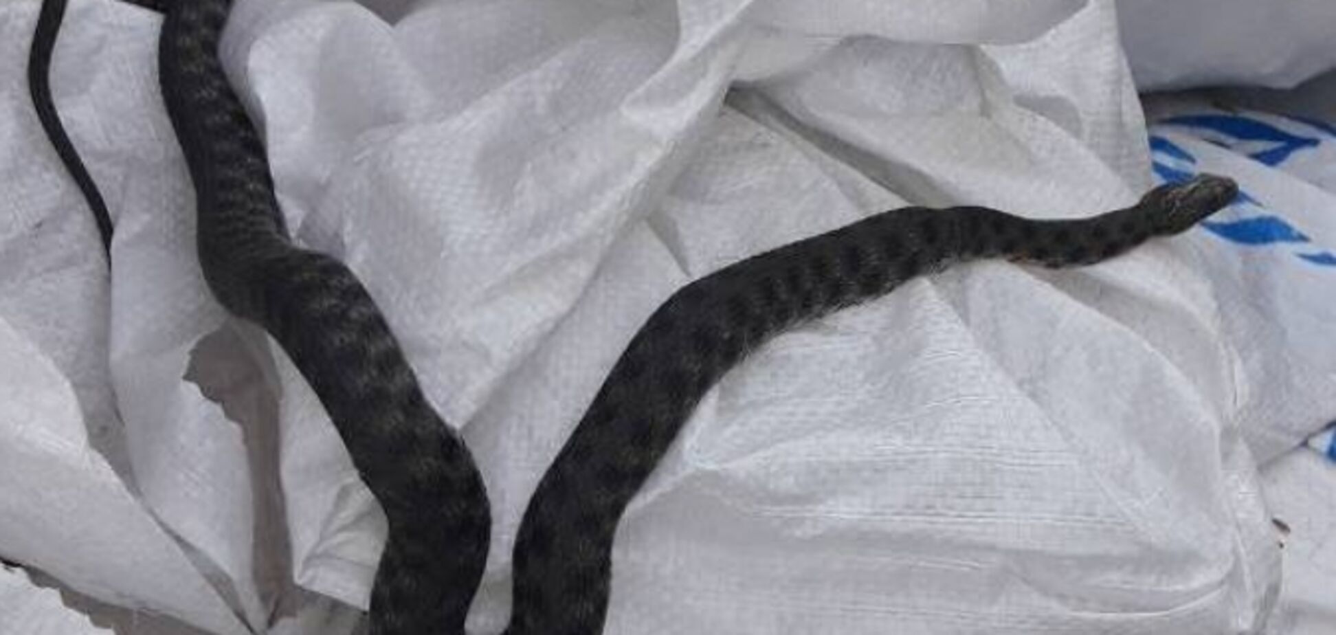Огромная змея напугала жителей частного дома в Херсоне. Фотофакт
