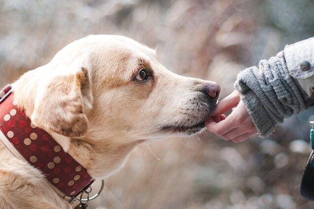 Запомните, сидя дома - не помочь бездомным животным