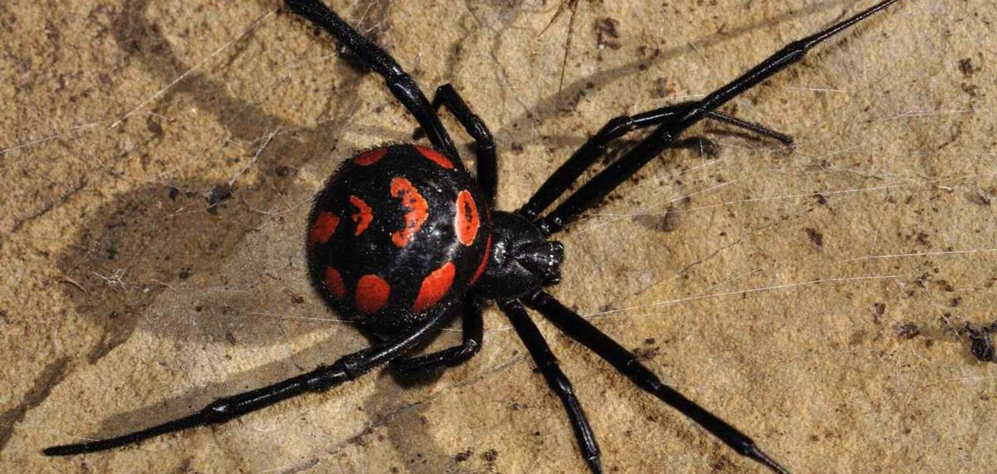 Нашествие ядовитых пауков в Запорожье: горожан предупредили об опасности
