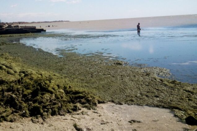 На известном украинском курорте позеленели пляжи: видео