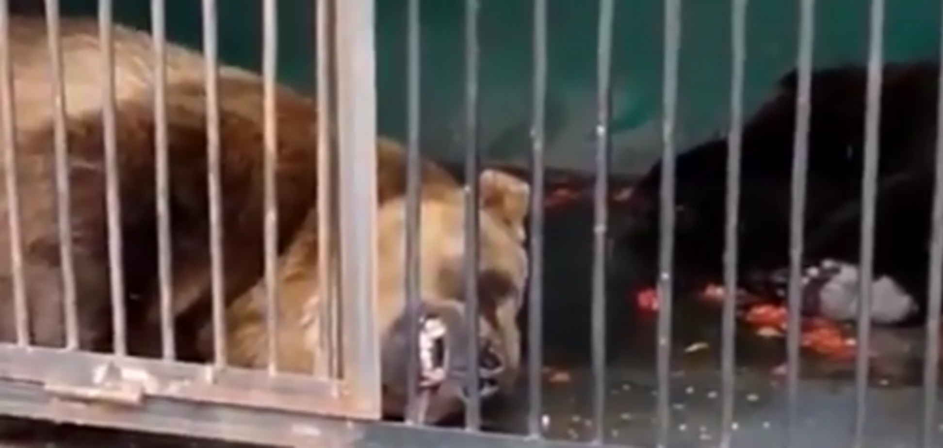 В лужах фекалий: в России показали, как животных мучат в зоопарке на глазах у детей