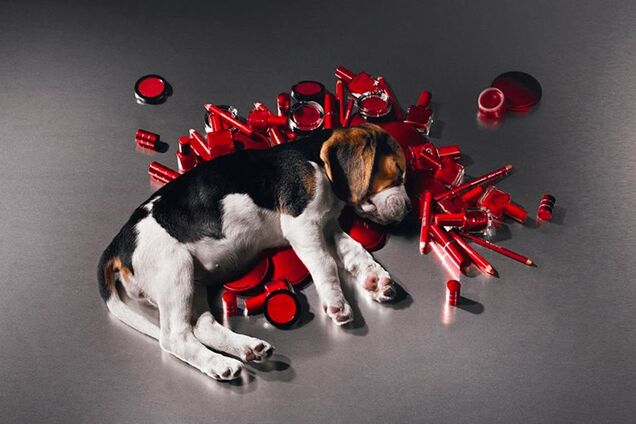 'Выжигают глаза, разрушают легкие': зоозащитник рассказал о тестировании косметики на животных