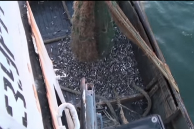 Займалися браконьєрством під час нересту: в Азовському морі СБУ 'виловила' велику 'рибу'