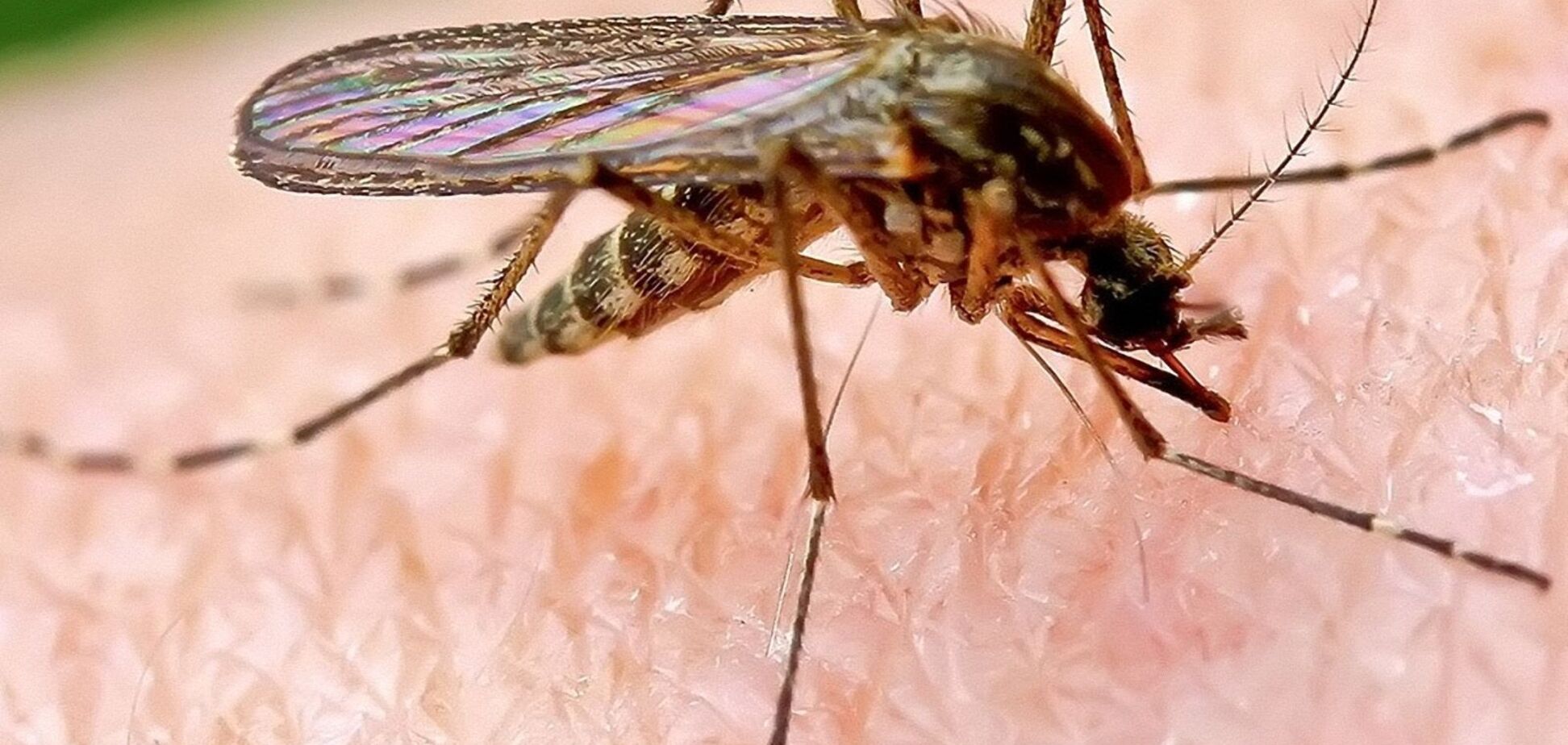  Чем опасен безобидный укус комара