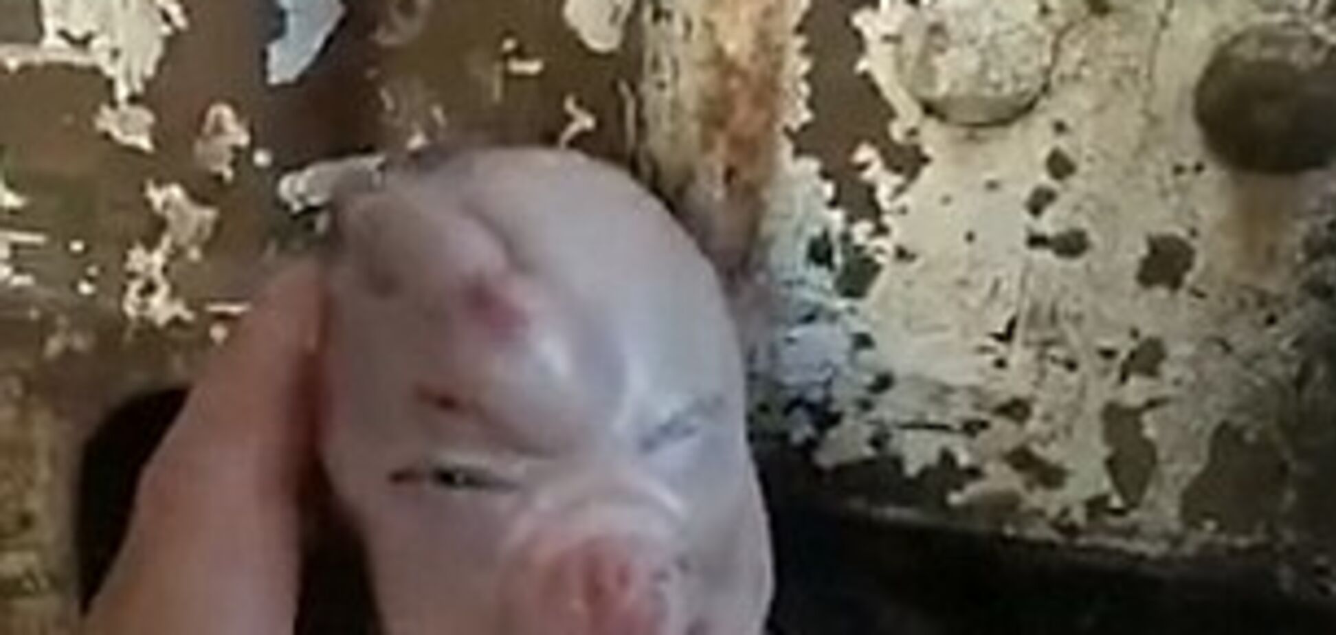 В Китае родился поросенок-мутант с 'лицом человека'
