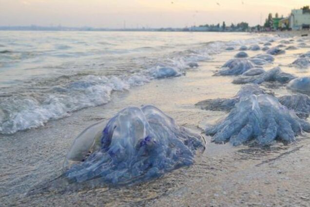 Украинский курорт атаковали огромные медузы