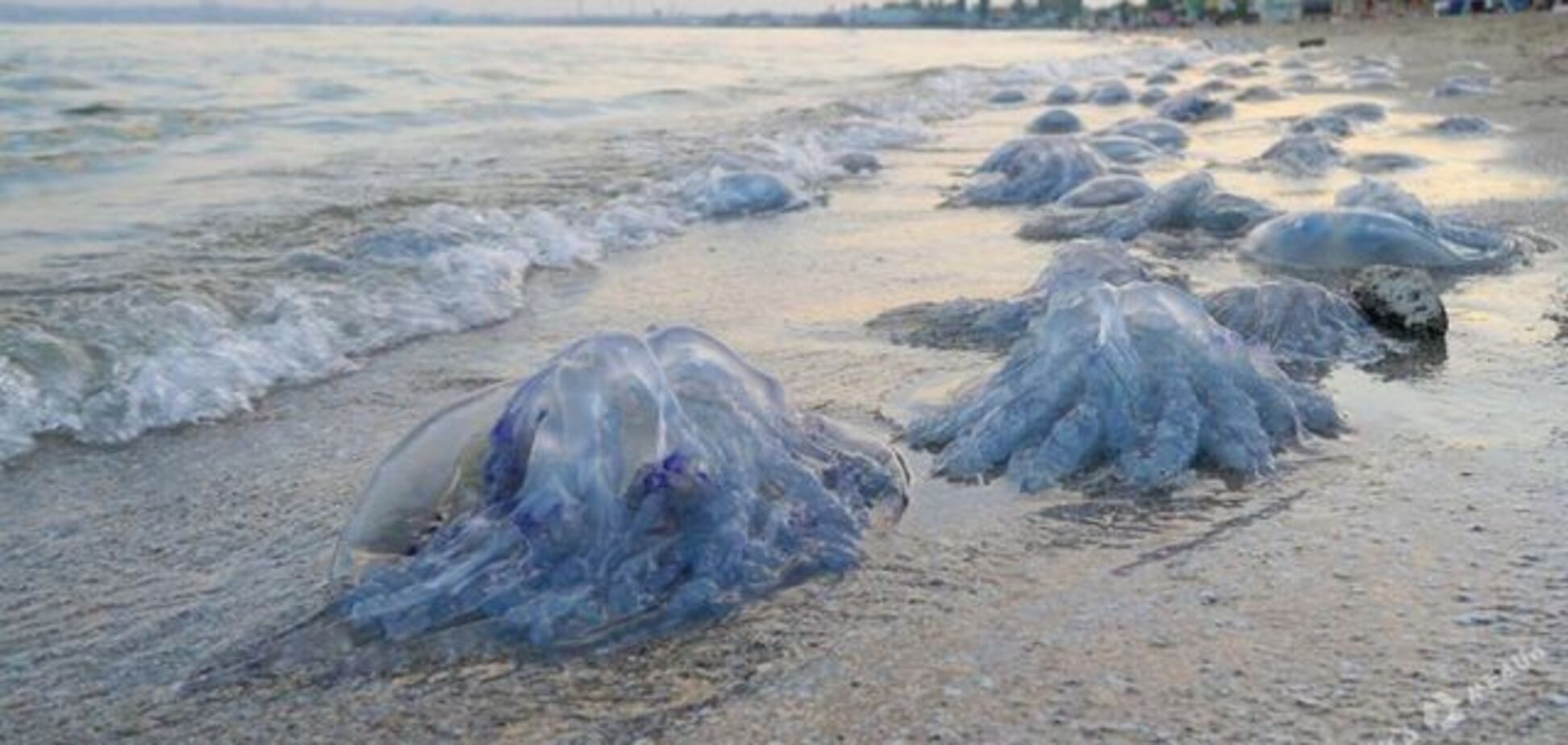 Український курорт атакували величезні медузи