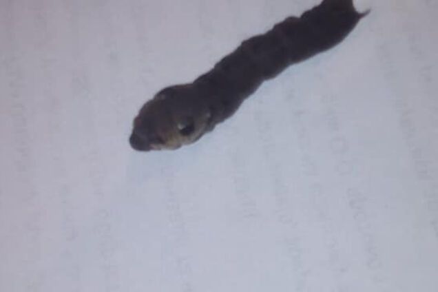 На Одесщине нашли змею с головой мыши: пугающее видео