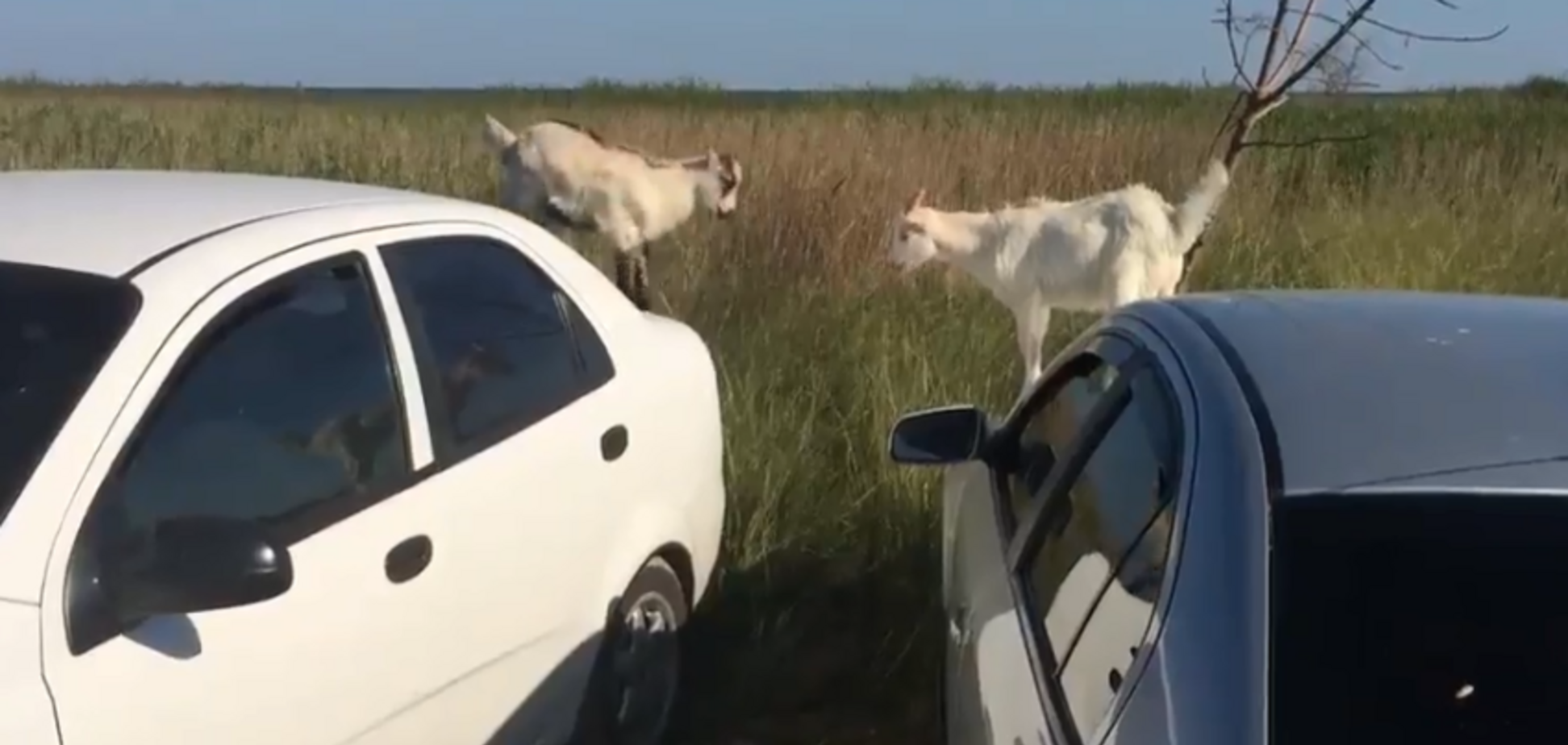 На запорожском курорте козлы прыгали по авто: момент сняли на видео