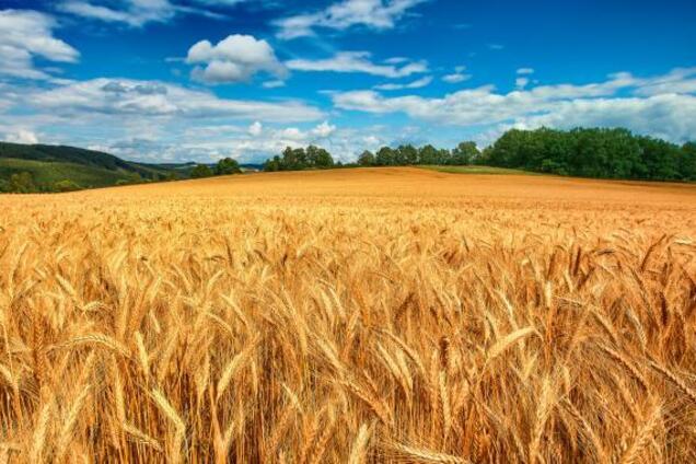 Мартынюк: контроль за использованием СЗР предотвратит отравления пестицидами