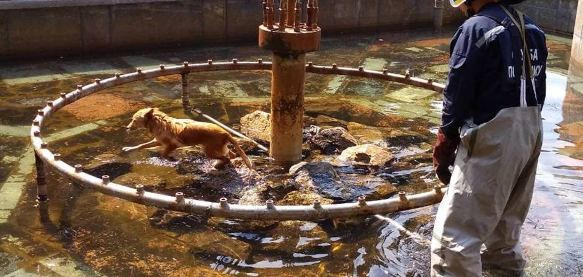 Небезпечний фонтан: в Полтаві рятувальники витягнули собаку з пастки