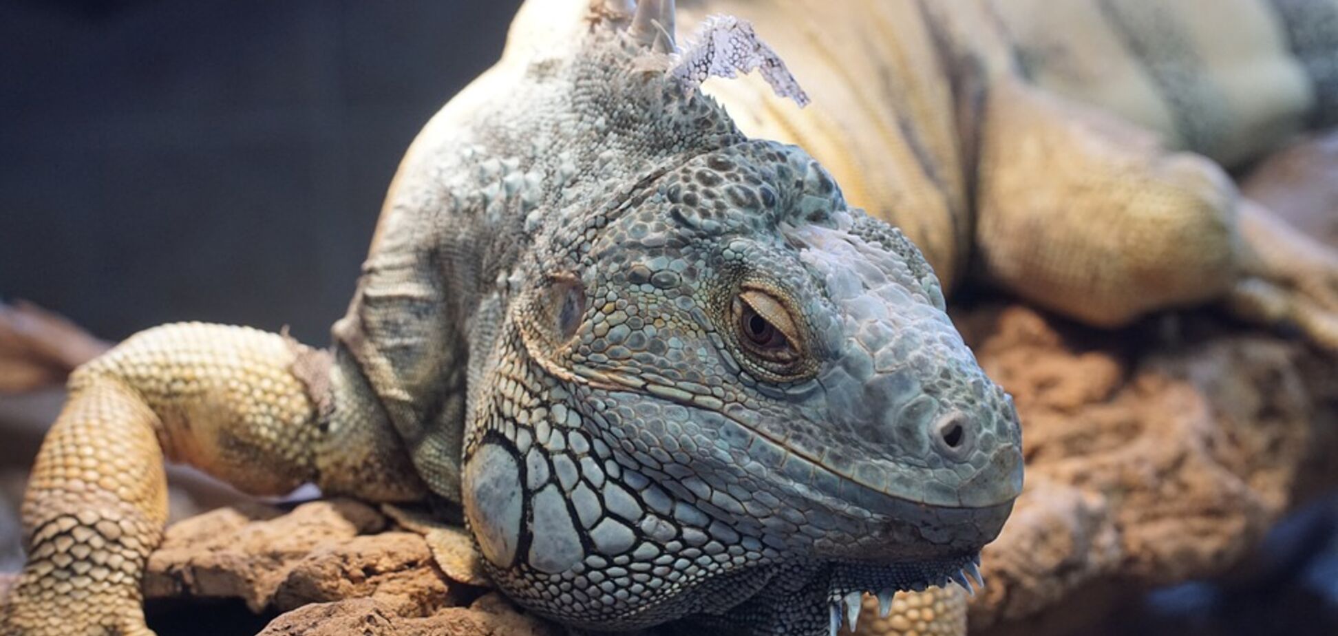 В центре Харькова поймали огромную рептилию: фотофакт