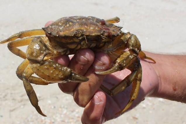 Достали из сетей: под Одессой морских жителей спасли от браконьеров