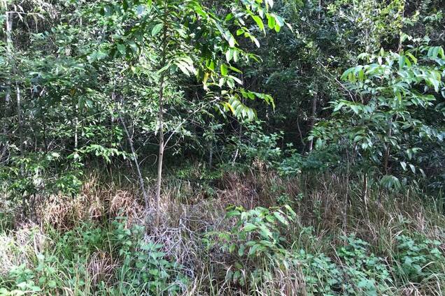 Знайди змію: загадка про єхидну поставила користувачів у глухий кут