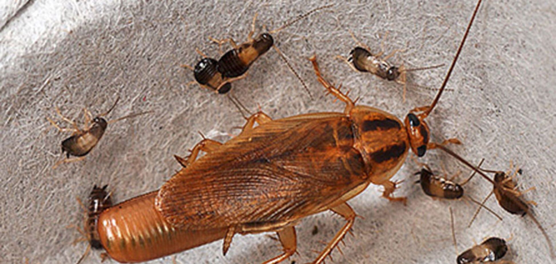 'Чувствуют себя царьками': пациентов испугало нашествие тараканов в больнице Запорожья. Видео