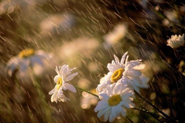 До +34 и ливни: синоптик уточнил прогноз до конца июля в Украине