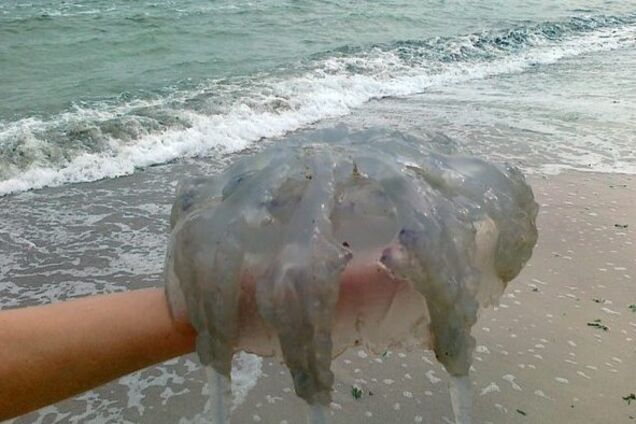 'Размером с тазик': огромные медузы атаковали туристов на Азовском море