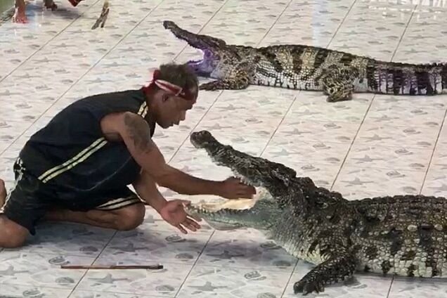 'Мало не відкусив': агресивний крокодил напав на дресирувальника. Відеофакт
