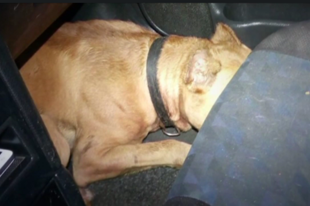 'Зробив вегетаріанцем': у Києві бійцівський собака покалічив господаря