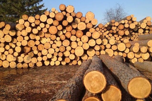 Мартынюк: экспортировать нужно продукцию, а не сырьевую древесину 