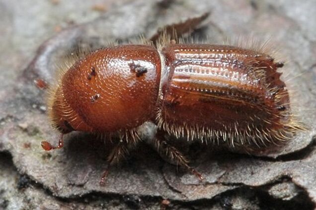 Более 400 гектаров: опасный вредитель устроил экокатастрофу в Украине