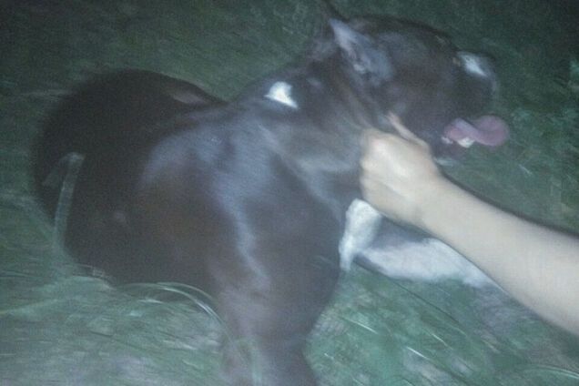 Загрыз до смерти: в Киеве пес налетел на прохожих с бульдогом