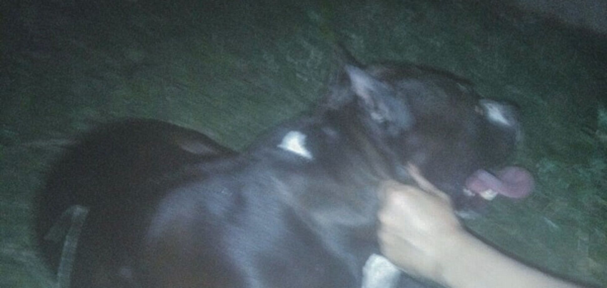 'Стрелять обоих!' В сети разгорелся скандал из-за нападение пса на прохожих в Киеве