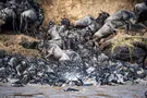 Прыгали в реку, кишащую крокодилами: в сети появились яркие фото миграции антилоп
