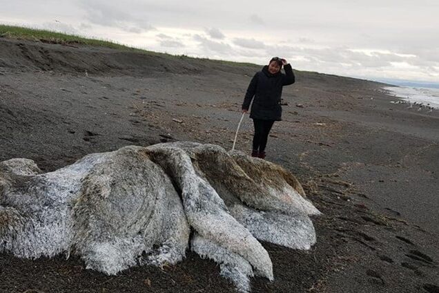 К берегу России прибило огромного морского монстра: опубликованы фото