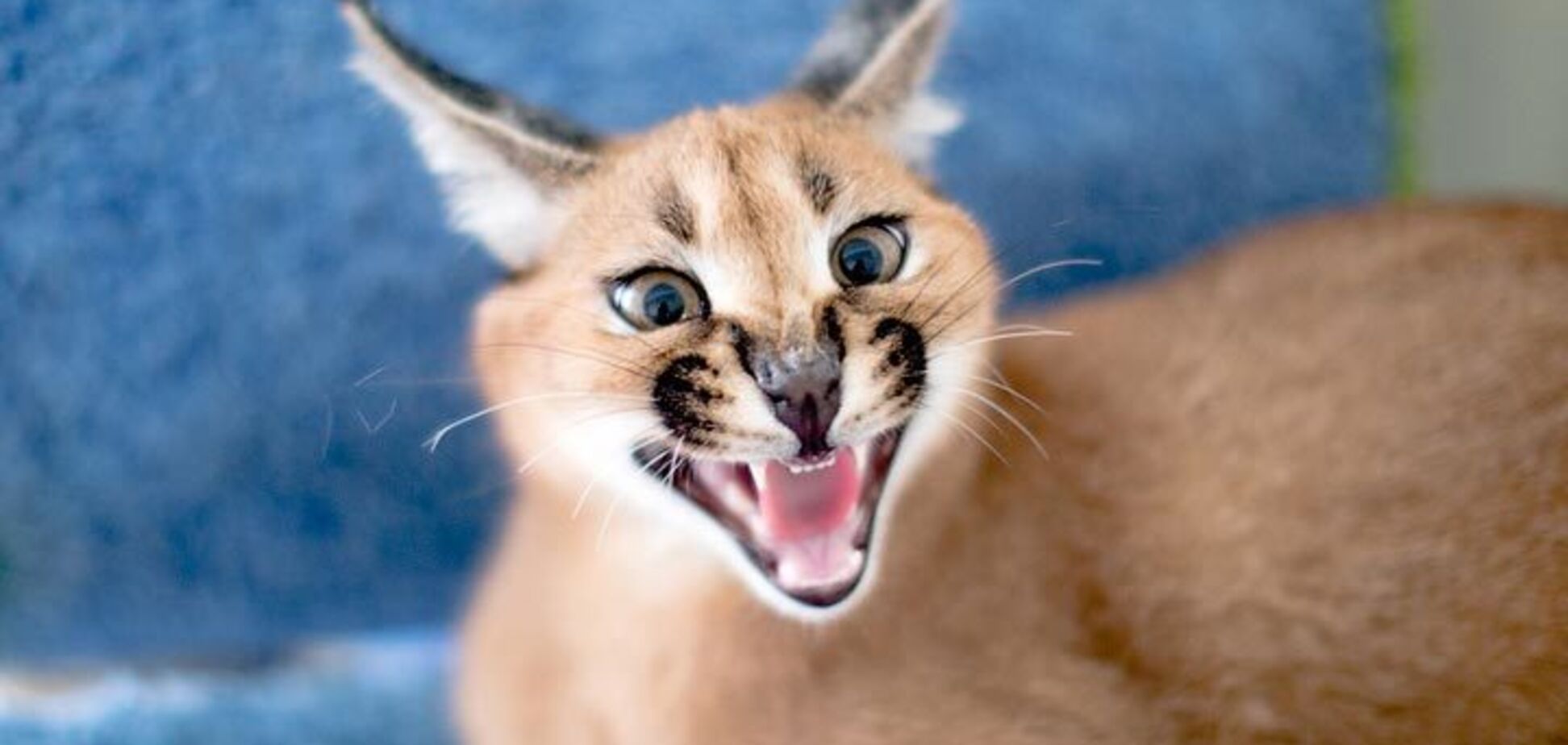 Жителі Дніпра завели вдома небезпечного хижака з Червоної книги