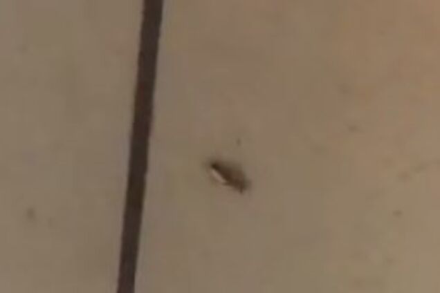 'Руді покупці': в популярному супермаркеті Києва помітили тарганів