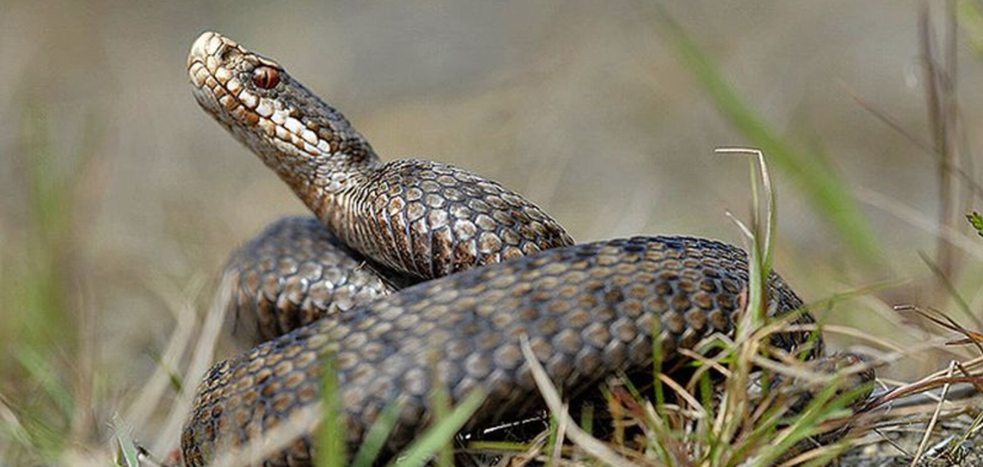 'Очень мощный яд': почему не спасли укушенную змеей в Карпатах девочку