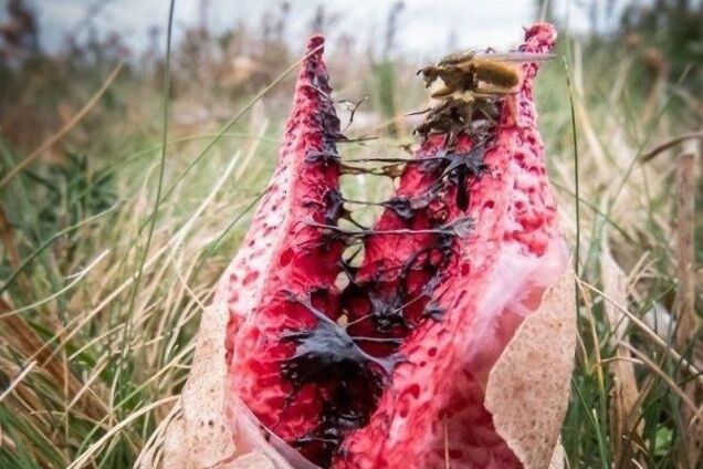 Пощекотать себе нервы: опубликованы 15 зловещих снимков природы