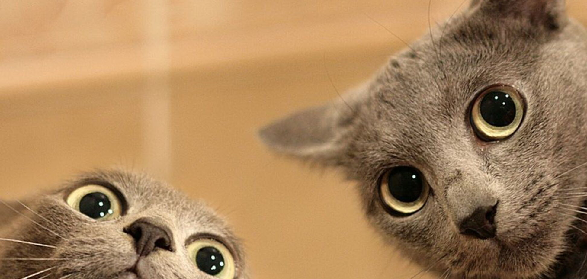 Це ж анекдот! Топ смішних пошукових запитів за 2 серпня