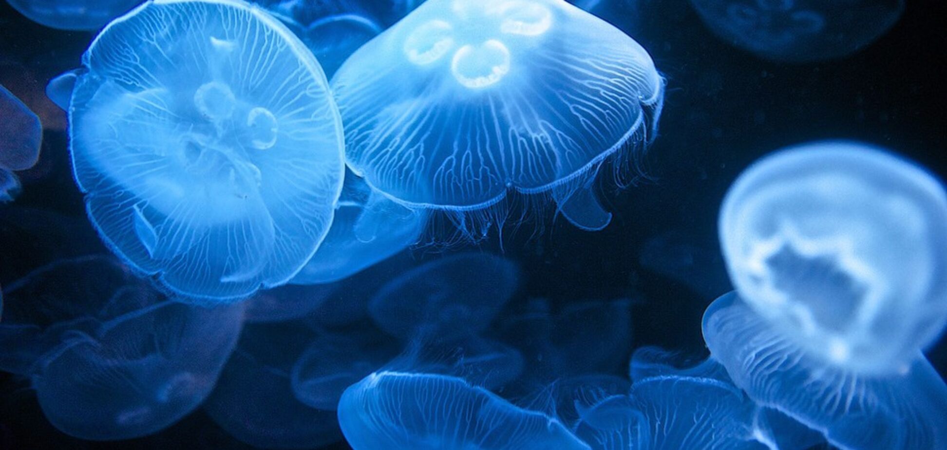 'Вперше таке бачу!' Гігантські медузи атакували туристів на українському курорті