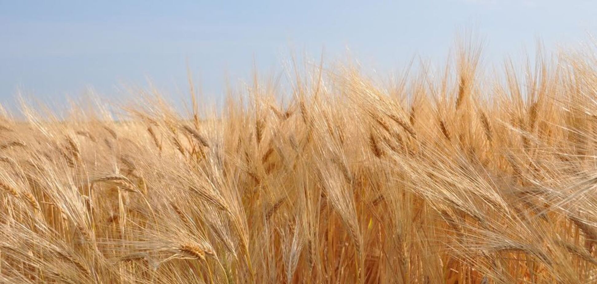 Похолодание и сильные дожди: синоптик рассказала, что будет с урожаем в Украине